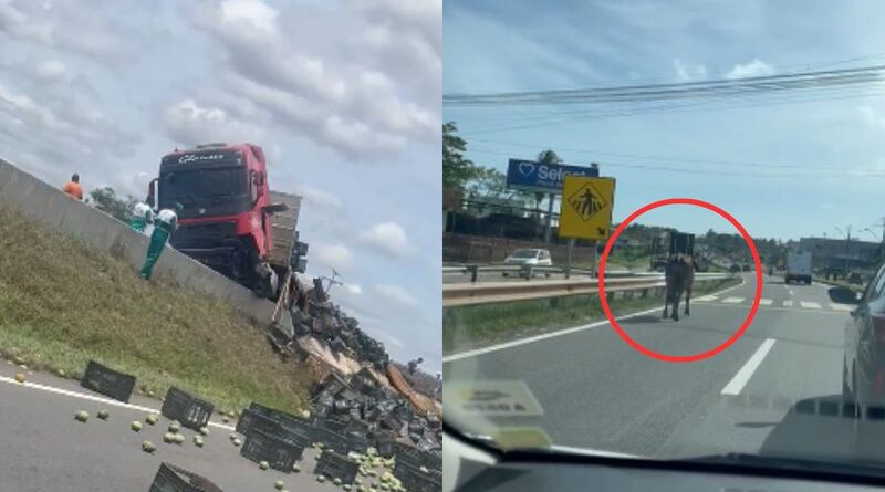 Boi causa invade a Estrada do Coco, derruba caminhão de frutas e congestiona trânsito em Lauro de Freitas