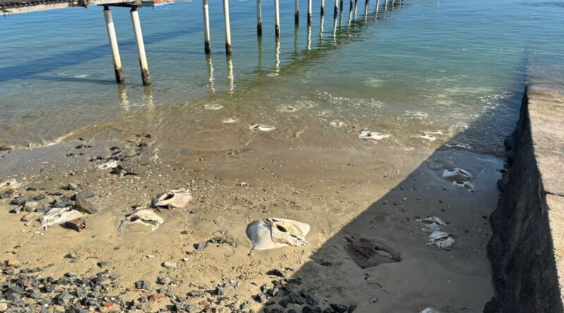 Mortes de arraias e tartarugas na Cidade Baixa levantam alerta ambiental em Salvador