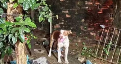 Bebê de três meses morre após ataque de pitbull