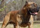 Bebê morto por pitbull em Pernambuco destaca a urgência de regras mais rígidas para criação de cães perigosos