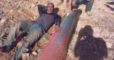 Grupo de pescadores captura peixe gigante no interior da Bahia 4