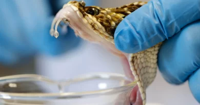 Pesquisadores da USP identificam proteína no veneno da cascavel com potencial para inibir câncer de mama triplo negativo