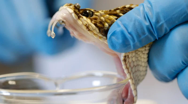 Pesquisadores da USP identificam proteína no veneno da cascavel com potencial para inibir câncer de mama triplo negativo