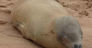 Foca vista em Salvador, Candeias e Nazaré reaparece em Ilhéus