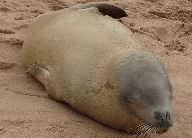 Foca vista em Salvador, Candeias e Nazaré reaparece em Ilhéus