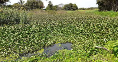 Novo PAC destina R$ 379,7 milhões à sede e deixa Orla de Camaçari de fora
