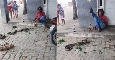 Homem solta três jiboias em praça e causa pânico em povoado de Retirolândia–BA