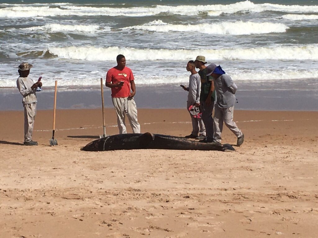 Golfinho é encontrado morto na praia de Busca Vida