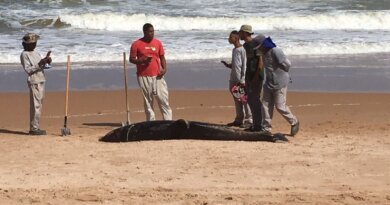 Golfinho é encontrado morto na praia de Busca Vida