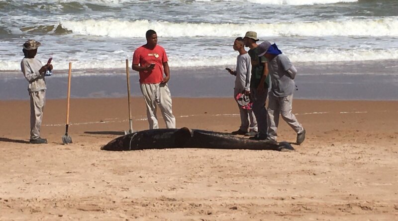 Golfinho é encontrado morto na praia de Busca Vida