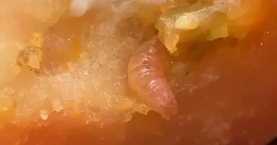 Turista encontra larva em lanche do McDonald’s em São Paulo