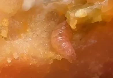 Turista encontra larva em lanche do McDonald’s em São Paulo
