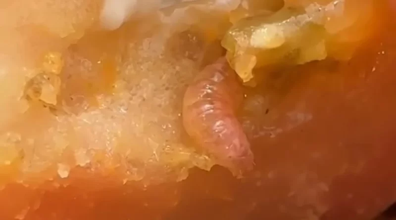 Turista encontra larva em lanche do McDonald’s em São Paulo