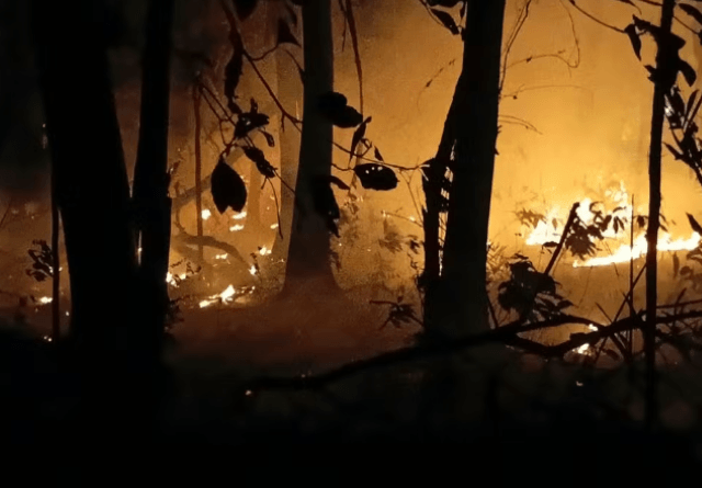 Defensoria do estado do Amazonas aciona PGR e pede novas providências do Governo Federal contra queimadas