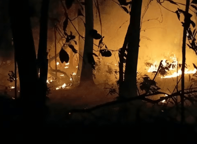 Defensoria do estado do Amazonas aciona PGR e pede novas providências do Governo Federal contra queimadas